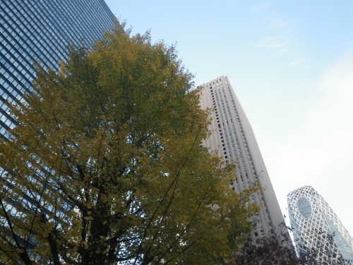 新宿のイチョウ_e0290580_11063960.jpg