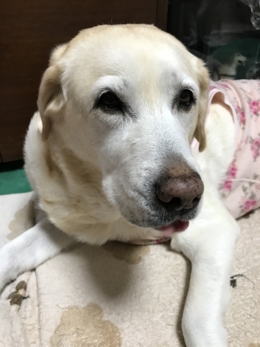 f0315081_17364455.jpeg