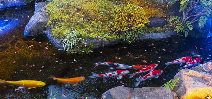 鎌倉 長谷寺の紅葉 ライトアップ_b0145398_23282305.jpg