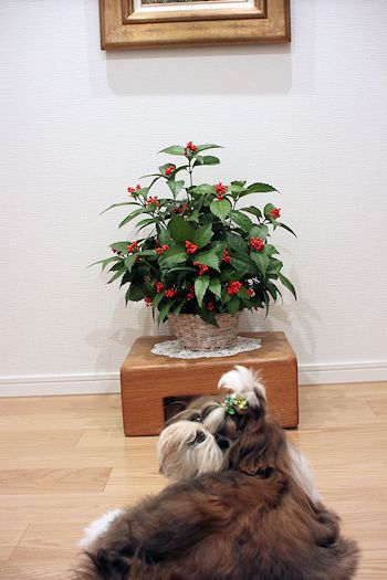 クリスマスオーナメントを飾りました♪_c0090198_17374436.jpg