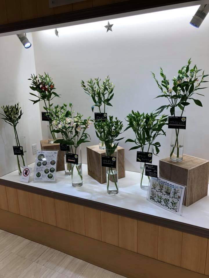 「フロリンカ」市場展示開催中!!_d0062298_21274529.jpg