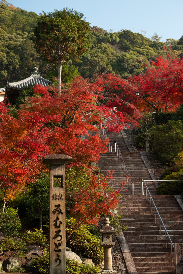 京都・紅葉　～ 三室戸寺(2) ～_b0221605_19055628.jpg