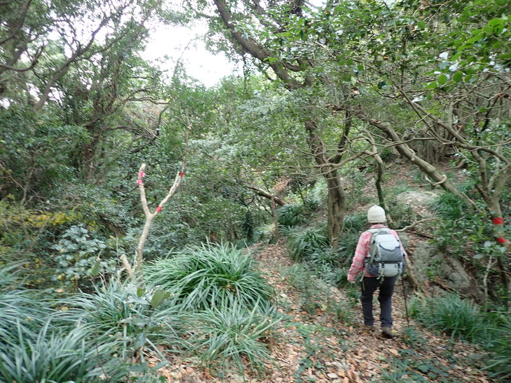 三角岳(高野山～三角岳）_f0193521_10281870.jpg