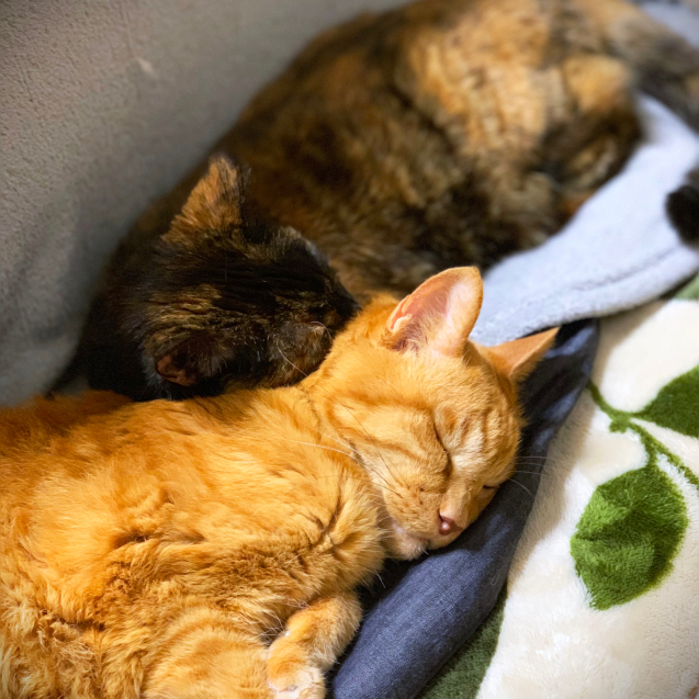 みんなで猫団子_d0355333_18431990.jpg