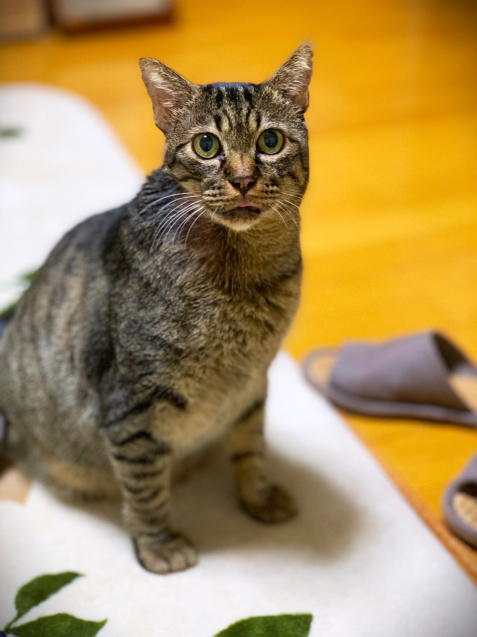 みんなで猫団子_d0355333_18432253.jpg