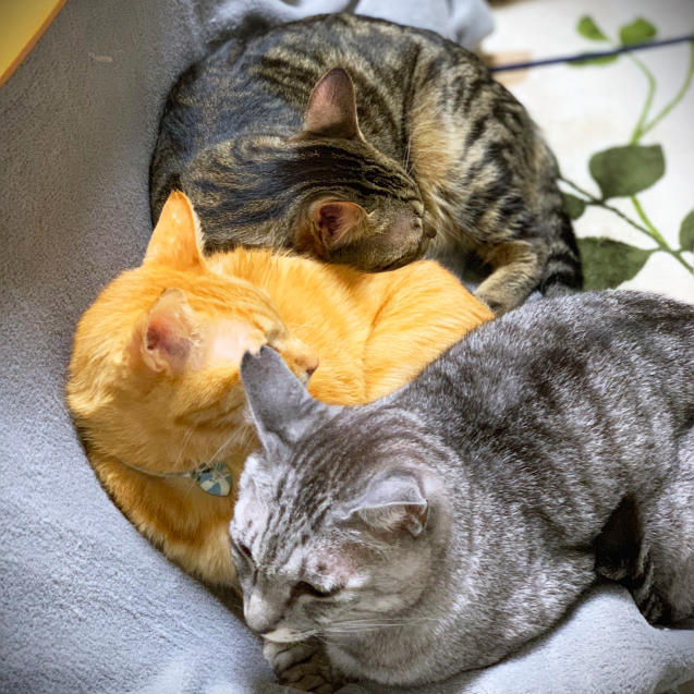 みんなで猫団子_d0355333_18432416.jpg