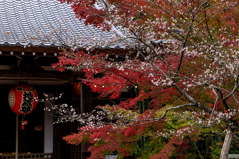京の紅葉18 不断桜と紅葉 赤山禅院 花景色 K W C Photoblog