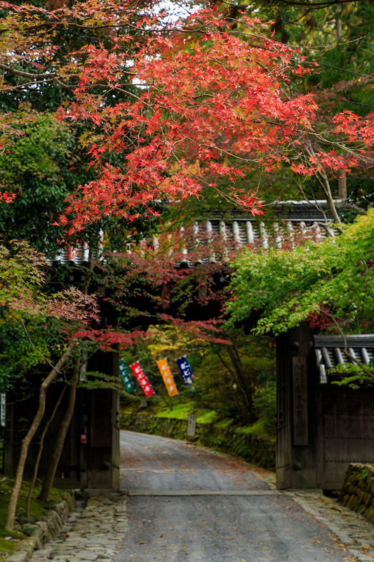 京の紅葉18 不断桜と紅葉 赤山禅院 花景色 K W C Photoblog
