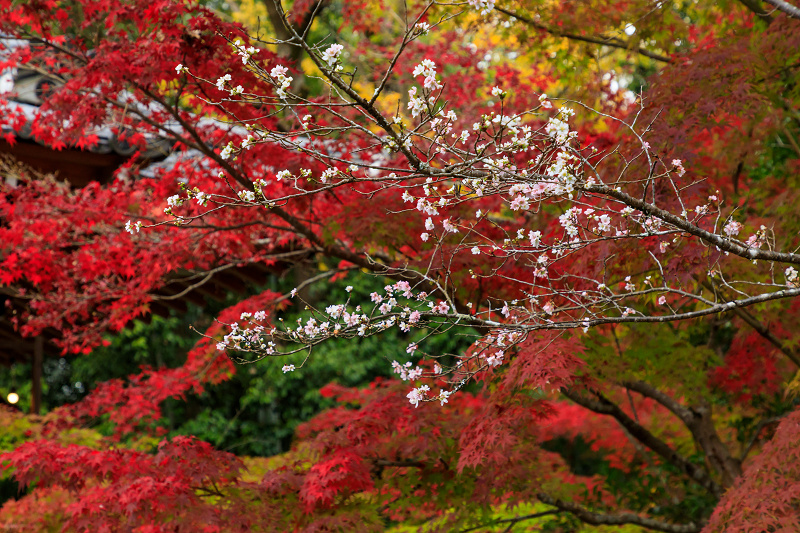 京の紅葉2018　不断桜と紅葉（赤山禅院）_f0155048_17323840.jpg