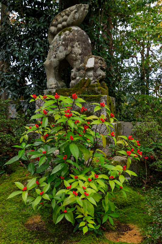 京の紅葉2018　不断桜と紅葉（赤山禅院）_f0155048_17325741.jpg