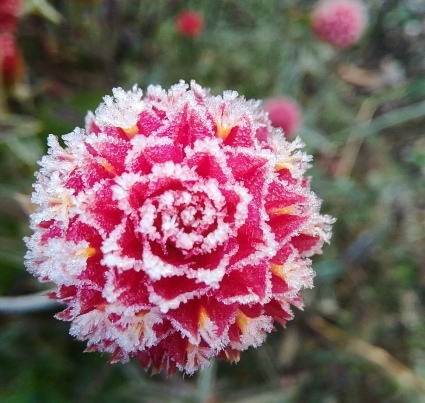 花砂糖…_b0368362_18081040.jpg