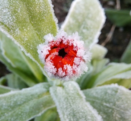 花砂糖…_b0368362_19205307.jpg