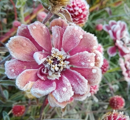 花砂糖…_b0368362_19250933.jpg
