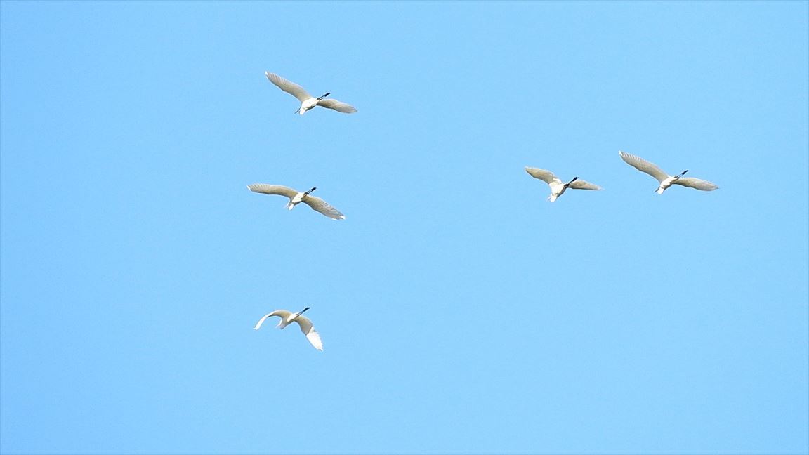 陣馬山登山探鳥会_f0373875_10553654.jpg