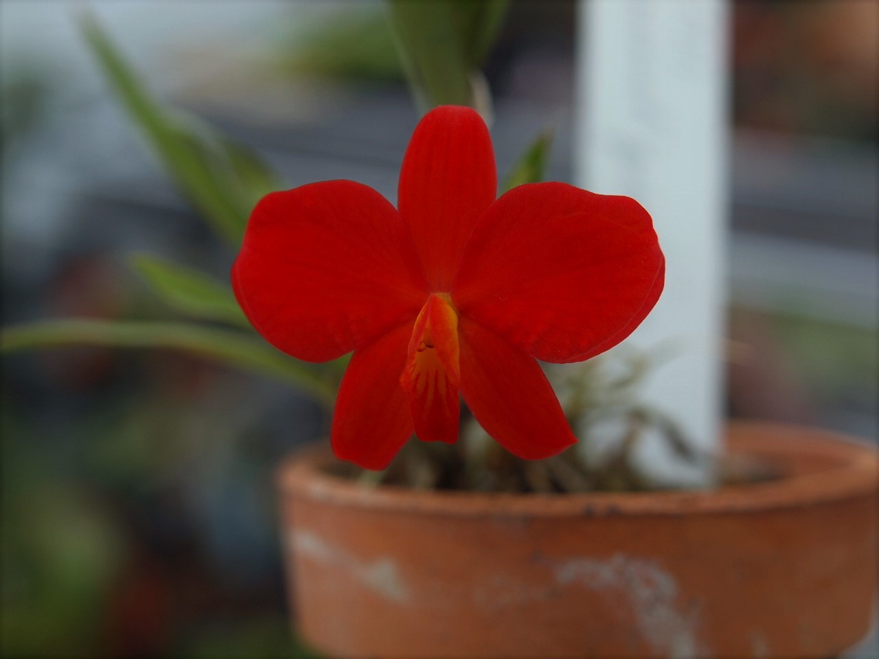 カトレア　コクシネア　オーレア カトレア コクシネア オーレアSoph. coccinea v.aurea 2号
