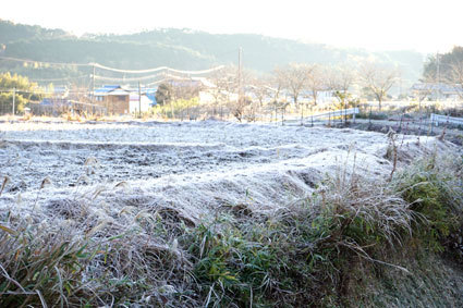 一面真っ白 霜の朝_b0145296_09462758.jpg