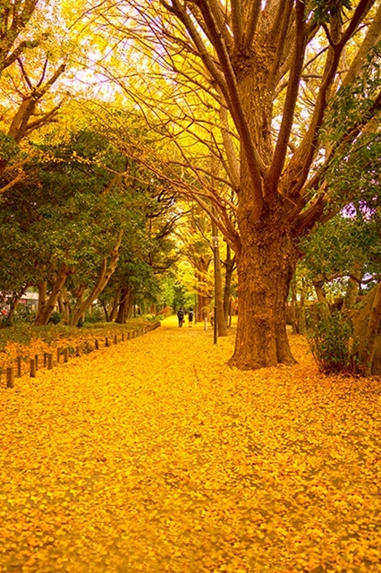 新宿御苑の紅葉2018_b0145398_23520666.jpg