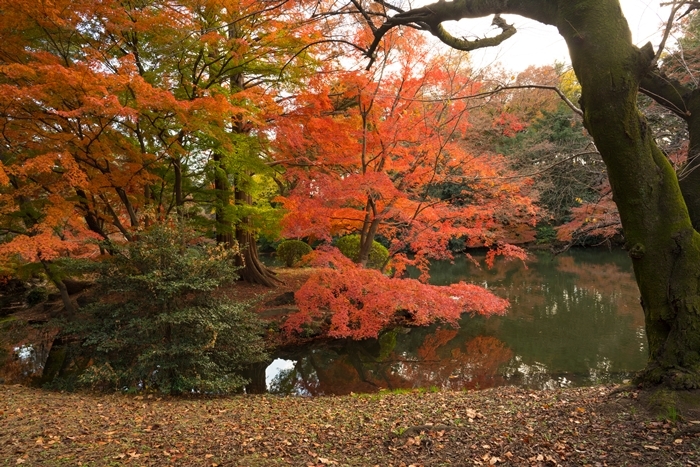 新宿御苑の紅葉2018_b0145398_23525736.jpg