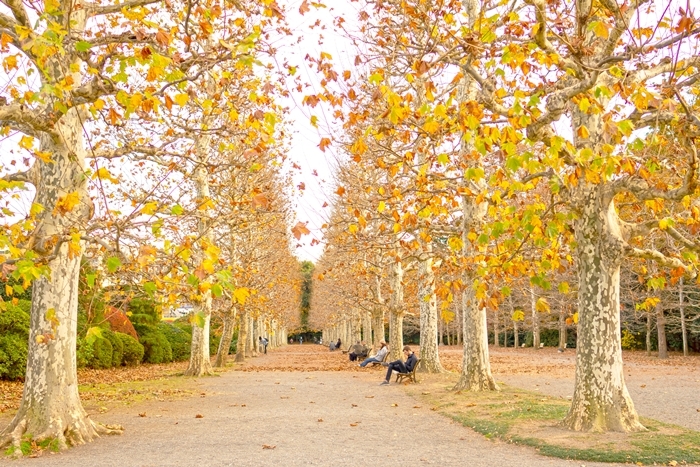 新宿御苑の紅葉2018_b0145398_23531949.jpg