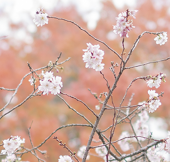 新宿御苑の紅葉2018_b0145398_23535965.jpg