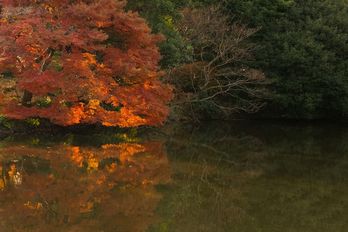 新宿御苑の紅葉2018_b0145398_23550154.jpg