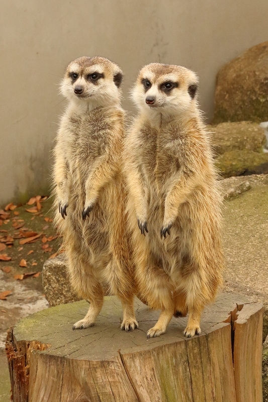 ポポちゃんにも ミルクにも ココアにもふられた日曜日 市川市動植物園 旅プラスの日記