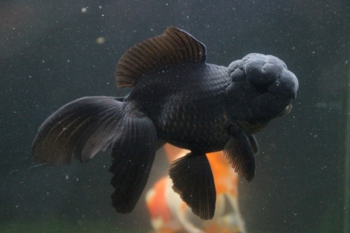 金魚紹介 純血ブラックドラゴン Today S Memory