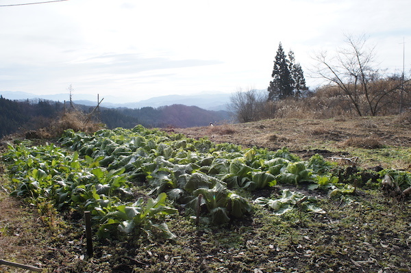 白菜と大根_e0343613_20563205.jpg