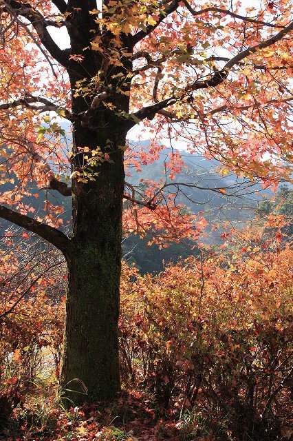 紅葉の種まき権兵衛の里散策（その2）（撮影：11月29日）_e0321325_14582296.jpg