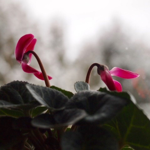 a0329935_08114629.jpeg