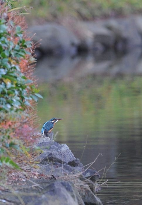 紅葉池のカワセミ・・・_c0233349_12551764.jpg