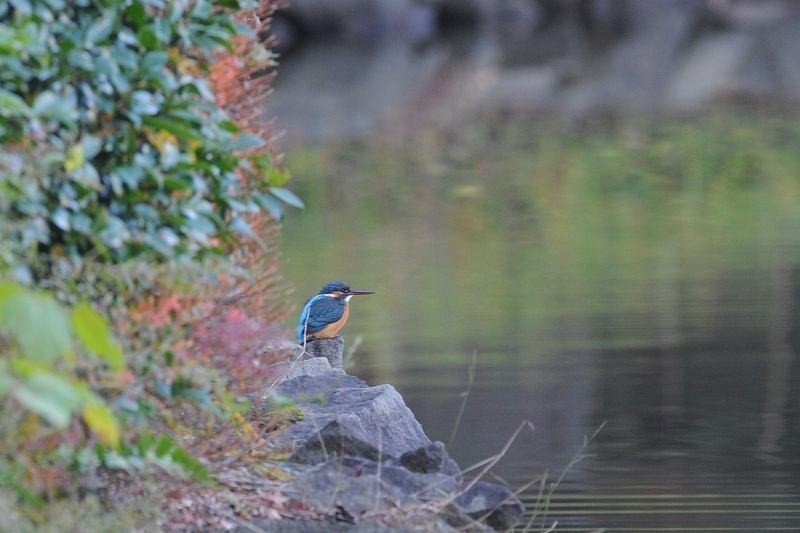 紅葉池のカワセミ・・・_c0233349_12553937.jpg