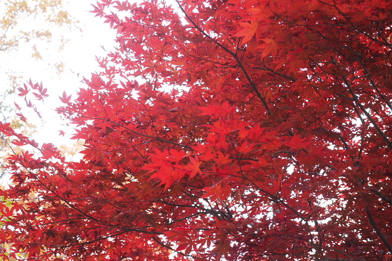 【キャンプレポート】メープル那須高原キャンプグランド ～紅葉の再訪編 ②_b0008655_14171721.jpg