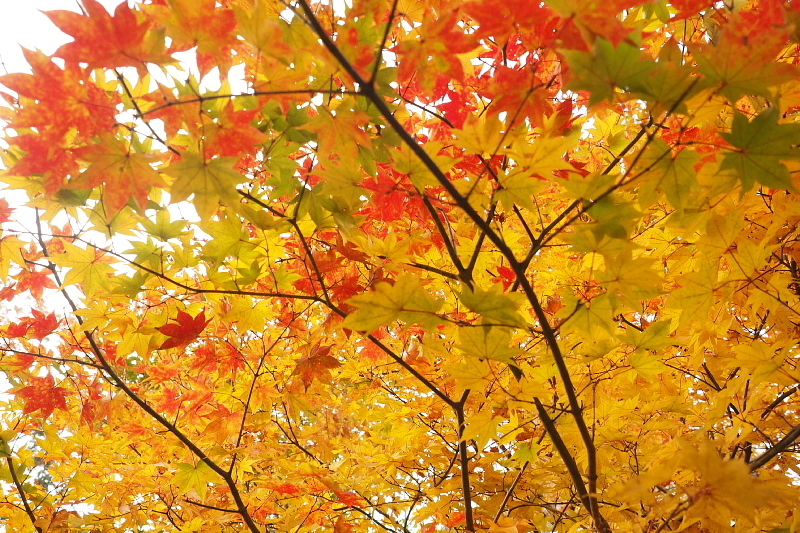 【キャンプレポート】メープル那須高原キャンプグランド ～紅葉の再訪編 ②_b0008655_14195057.jpg