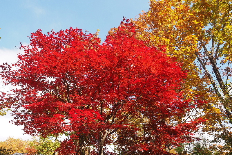 【キャンプレポート】メープル那須高原キャンプグランド ～紅葉の再訪編 ②_b0008655_14404157.jpg