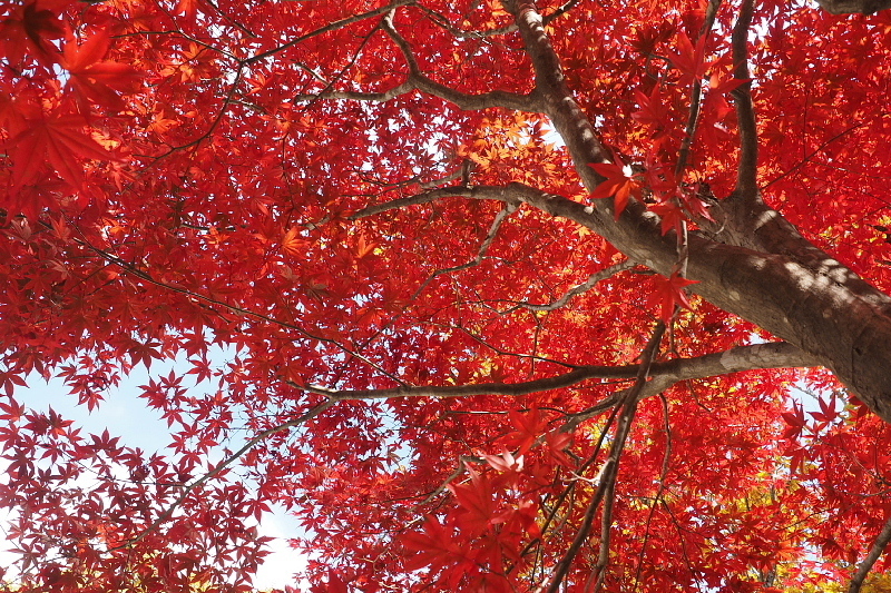 【キャンプレポート】メープル那須高原キャンプグランド ～紅葉の再訪編 ②_b0008655_14413060.jpg