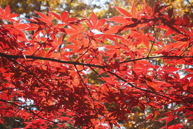【キャンプレポート】メープル那須高原キャンプグランド ～紅葉の再訪編 ②_b0008655_14415900.jpg