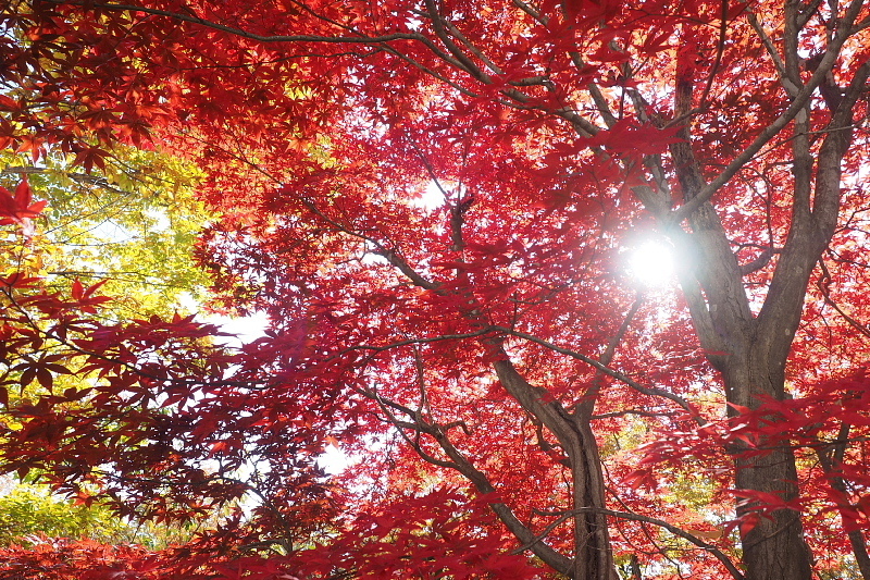 【キャンプレポート】メープル那須高原キャンプグランド ～紅葉の再訪編 ②_b0008655_14422562.jpg