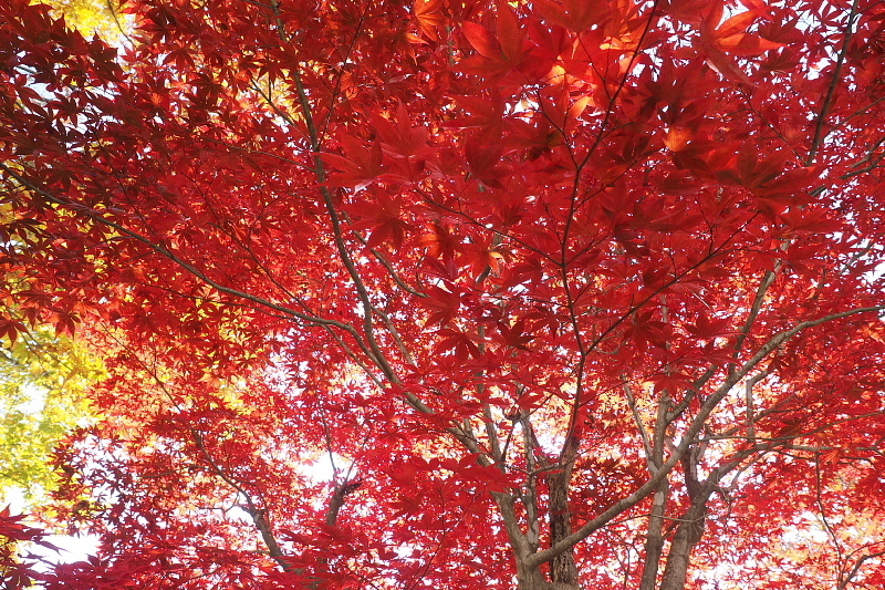 【キャンプレポート】メープル那須高原キャンプグランド ～紅葉の再訪編 ②_b0008655_14430298.jpg