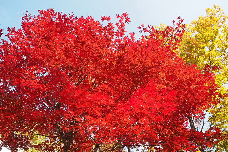 【キャンプレポート】メープル那須高原キャンプグランド ～紅葉の再訪編 ②_b0008655_14434486.jpg