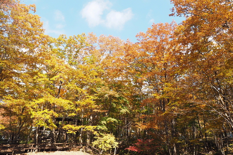 【キャンプレポート】メープル那須高原キャンプグランド ～紅葉の再訪編 ②_b0008655_14450140.jpg