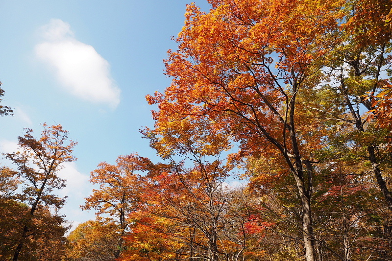 【キャンプレポート】メープル那須高原キャンプグランド ～紅葉の再訪編 ②_b0008655_14454579.jpg