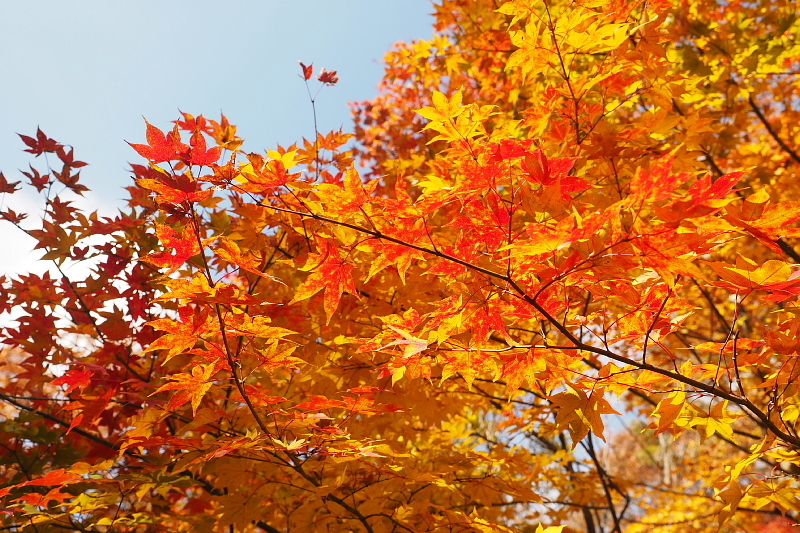 【キャンプレポート】メープル那須高原キャンプグランド ～紅葉の再訪編 ②_b0008655_14460723.jpg