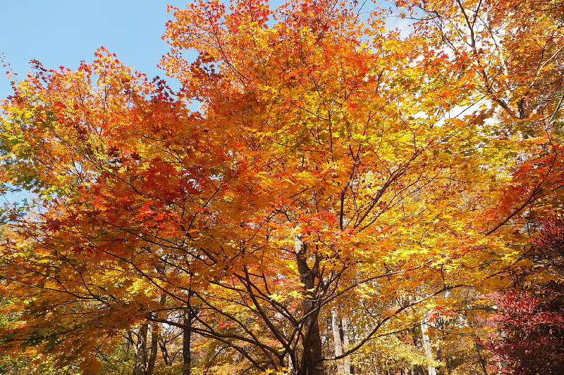 【キャンプレポート】メープル那須高原キャンプグランド ～紅葉の再訪編 ②_b0008655_14463282.jpg