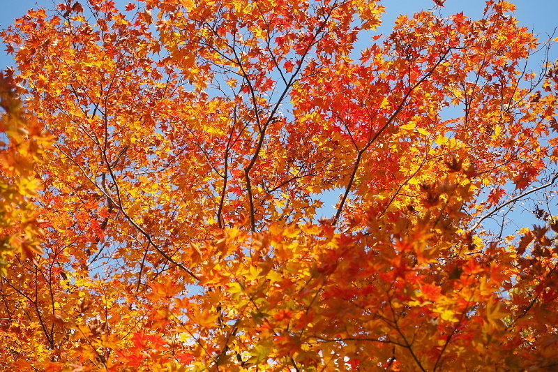 【キャンプレポート】メープル那須高原キャンプグランド ～紅葉の再訪編 ②_b0008655_14470230.jpg