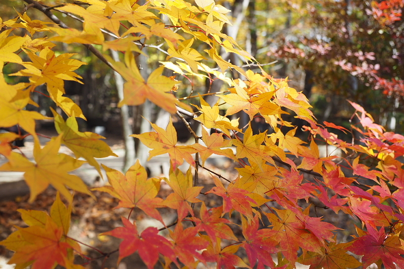【キャンプレポート】メープル那須高原キャンプグランド ～紅葉の再訪編 ②_b0008655_14472065.jpg