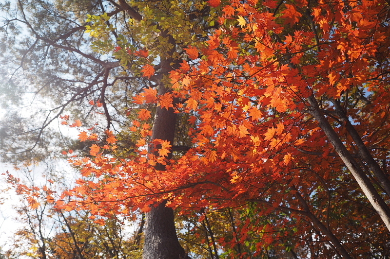 【キャンプレポート】メープル那須高原キャンプグランド ～紅葉の再訪編 ②_b0008655_14481057.jpg