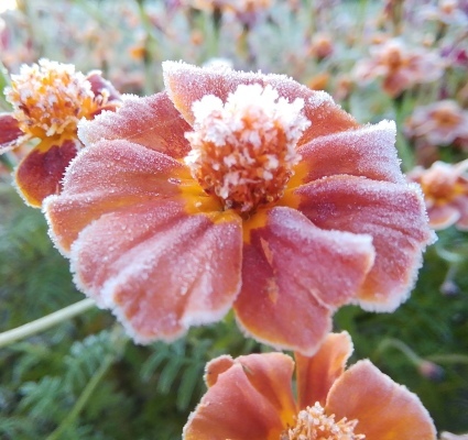 花砂糖…_b0368362_05304175.jpg