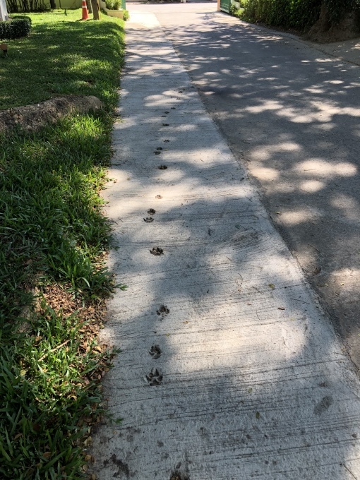 c0286574_21442630.jpeg