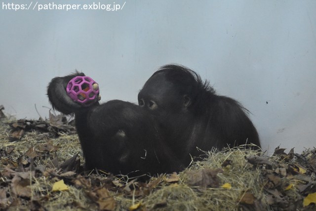 ２０１８年１２月　とべ動物園　その５　ハヤト登場_a0052986_7351963.jpg